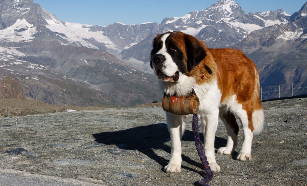 4. kép - A legjobb házőrző kutyafajták különdíjasa: a Bernáthegyi
